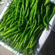 抗逆转基因大豆品种缓解特定病虫害威胁